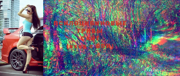 PSILOCYBIN Нефтегорск
