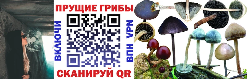 Галлюциногенные грибы Magic Shrooms  Тамбов 
